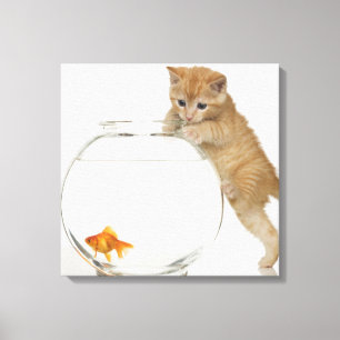 Toile Kitten essayant d'atteindre un poisson rouge