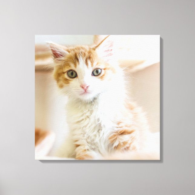 Toile Kitten orange et blanc (Recto)