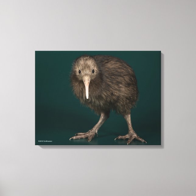 Toile Kiwi Brown de North Island (Recto)