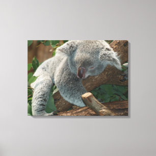 Toile Koala