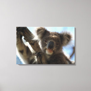 Toile koala
