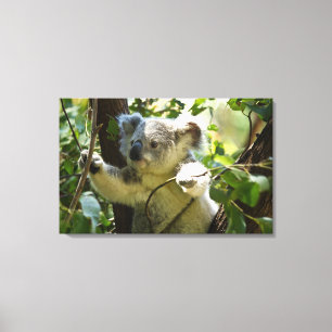 Toile Koala bébé incroyablement mignon dans un arbre