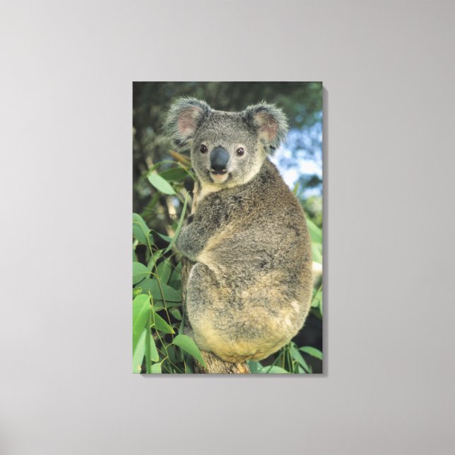 Toile Koala, Phascolarctos cinereus), en voie de dispari (Recto)