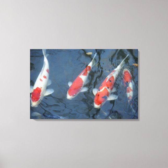 Toile Koi carpe dans l'étang, vue en grand angle (Recto)