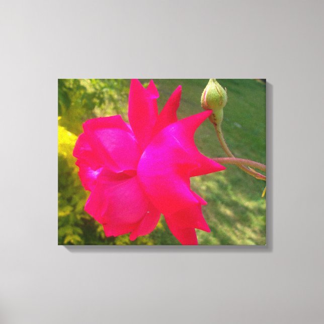 Toile La beauté se déplie : la rose rouge et son bourgeo (Recto)