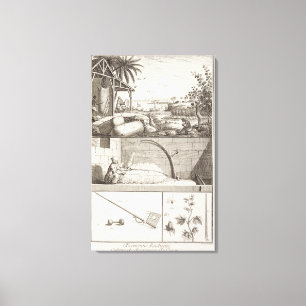 Toile La culture du coton, du 'Encyclopedia