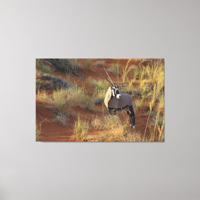 Toile La faune africaine Oryx Antelope Dune Savannah (Recto)