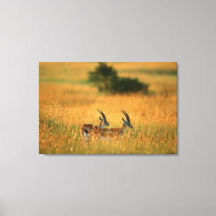 Toile La gazelle de Thomson (Gazella Thomsonii) à l'aube