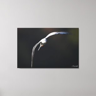 Toile La goéland à tête noire
