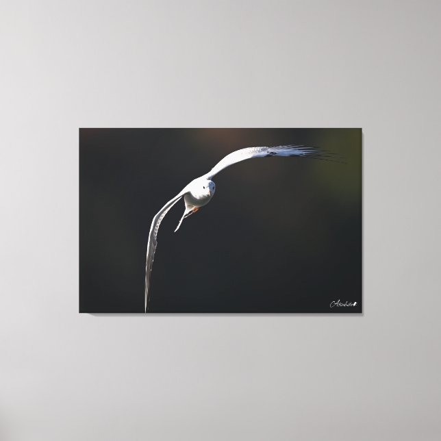 Toile La goéland à tête noire (Recto)