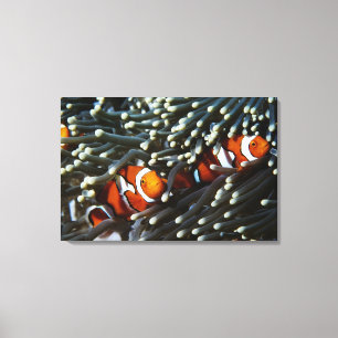 Toile La Papouasie-Nouvelle-Guinée, deux anemonefish