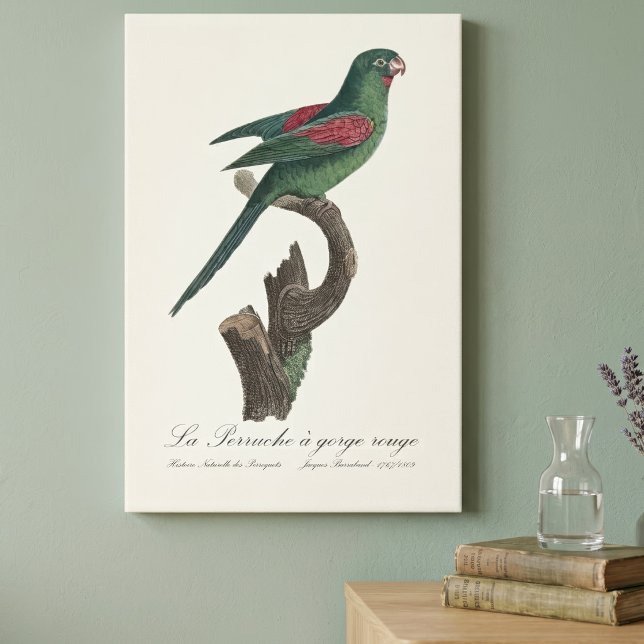 Toile La Perruche a gorge rouge (Orange-Chinned Parakeet, Brotogeris jugularis. Canvas Print)
