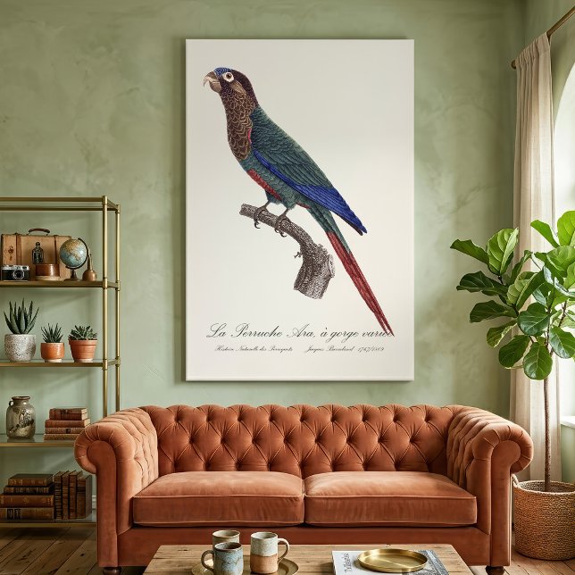 Toile La Perruche Ara, à gorge variée  (The Painted Parakeet, Pyrrhura Picta. Canvas Print )