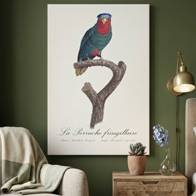 Toile La Perruche fringillaire (Blue-Crowned Lorikeet, Vini Australis. Canvas Print)