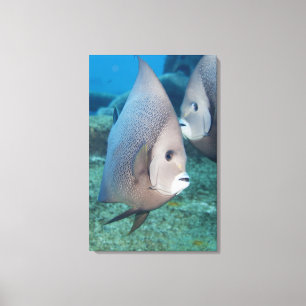 Toile La vie sous-marine, POISSON :  une paire de