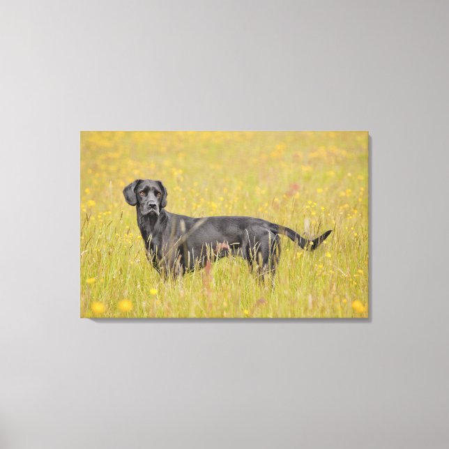 Toile Labrador noir 16 mois (Recto)