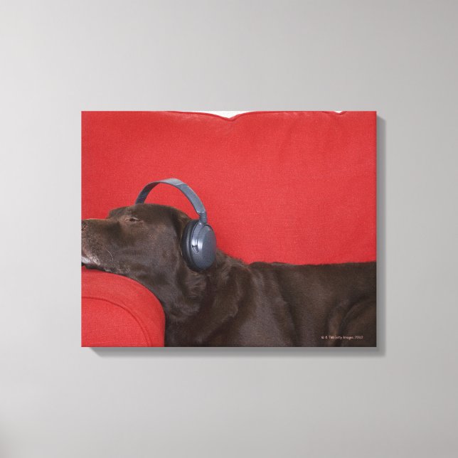 Toile Labrador portant un casque allongé sur un canapé (Recto)