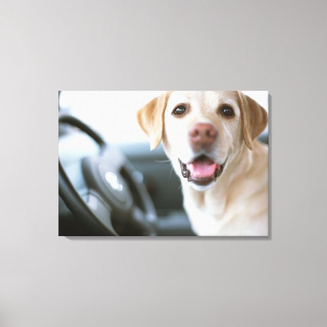 Toile Labrador Retriever (Recto)