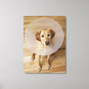 Toile Labrador retriever avec le cône autour de son cou