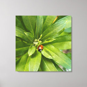 Toile Ladybug