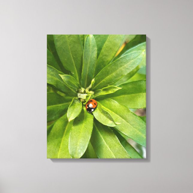 Toile Ladybug (Recto)
