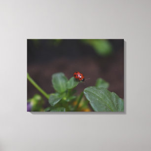 Toile Ladybug