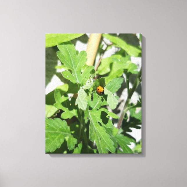 Toile Ladybug (Recto)
