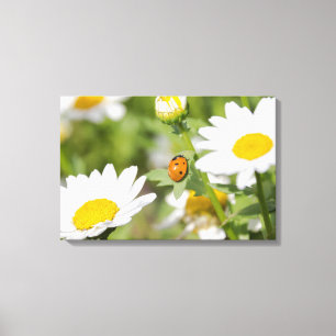 Toile Ladybug dans un jardin de marais