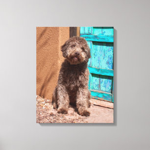 Toile Lagotto Romagnolo attendant près d'une porte bleue