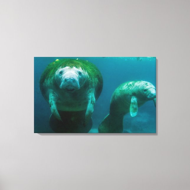 Toile Lamantin mère avec son veau à Crystal River (Recto)