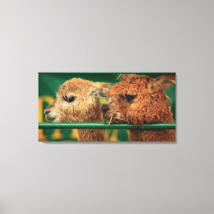 Toile lamas très mignons tous les deux regardant quelque