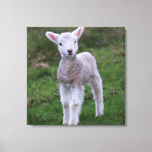 Toile Lamb Bébé Mouton ferme animal