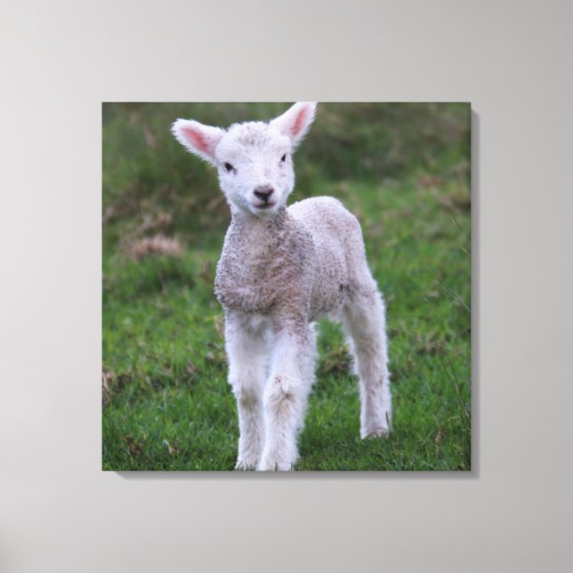 Toile Lamb Bébé Mouton ferme animal (Recto)