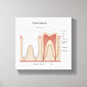 Toile L'anatomie humaine de dent a étiré la copie de