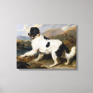 Toile Landseer Newfoundland Dog (animal noir et blanc)