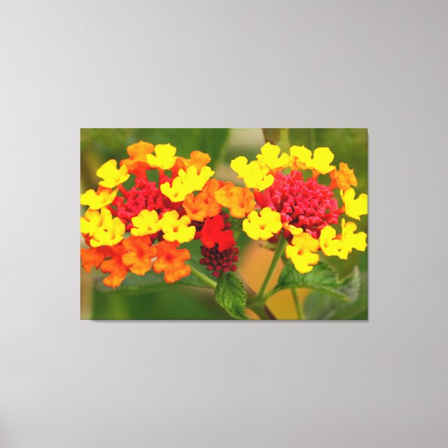 Toile LANTANA SAUVAGE 32x48 (Recto)