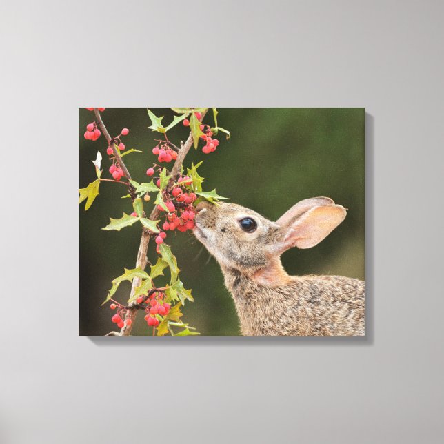 Toile Lapin de l'Est | Sud du Texas (Recto)