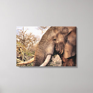 Toile L'Art des Amateurs d'éléphants
