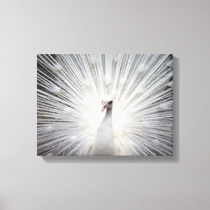 Toile L'Art Étonnant De L'Albino Blanc