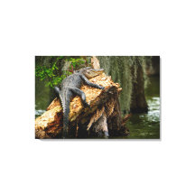 Lazy Alligator Stretched Canvas Print par DeGruy