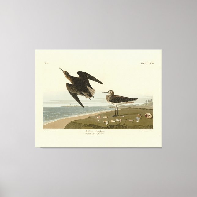 Toile Le bécasseau de Schinz des oiseaux d'Amérique d'Au (Recto)