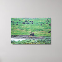 Le bison américain