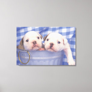 Toile Le bouledogue, souvent appelé le bouledogue