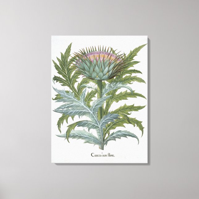 Toile Le Cardoon, du "Hortus Eystettensis" de Bas (Recto)