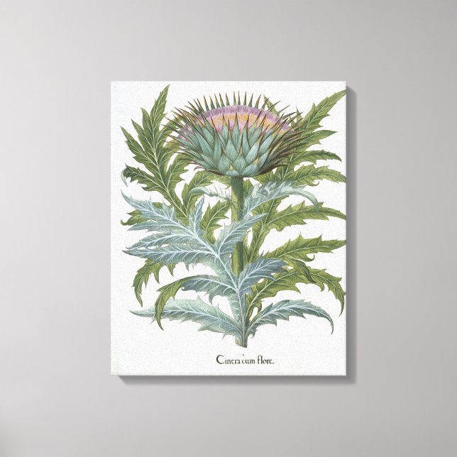 Toile Le Cardoon, du "Hortus Eystettensis" de Bas (Recto)