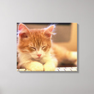 Toile Le chaton orange mignon tombe endormi