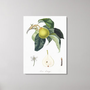 Toile Le d'ange de Poire, gravé par Bocourt, a édité