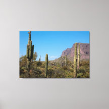 Le désert de Sonora en Arizona