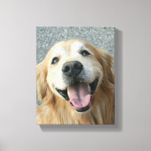 Toile Le golden retriever de sourire a enveloppé la