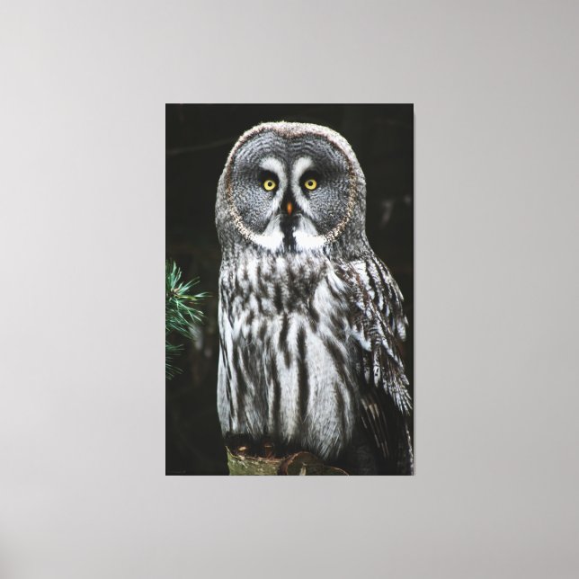Toile Le grand hibou gris 40x60 (100x150cm) waccnm (Recto)
